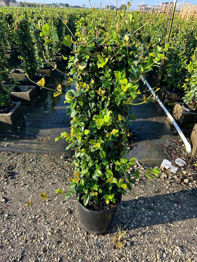 trachelospermum-jasminoides-confederate-jasmine