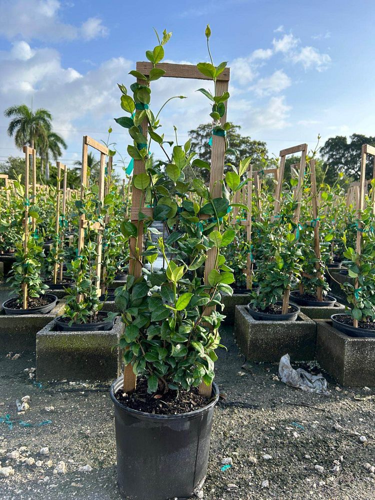 trachelospermum-jasminoides-confederate-jasmine