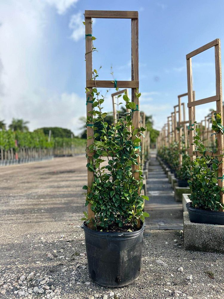 trachelospermum-jasminoides-confederate-jasmine