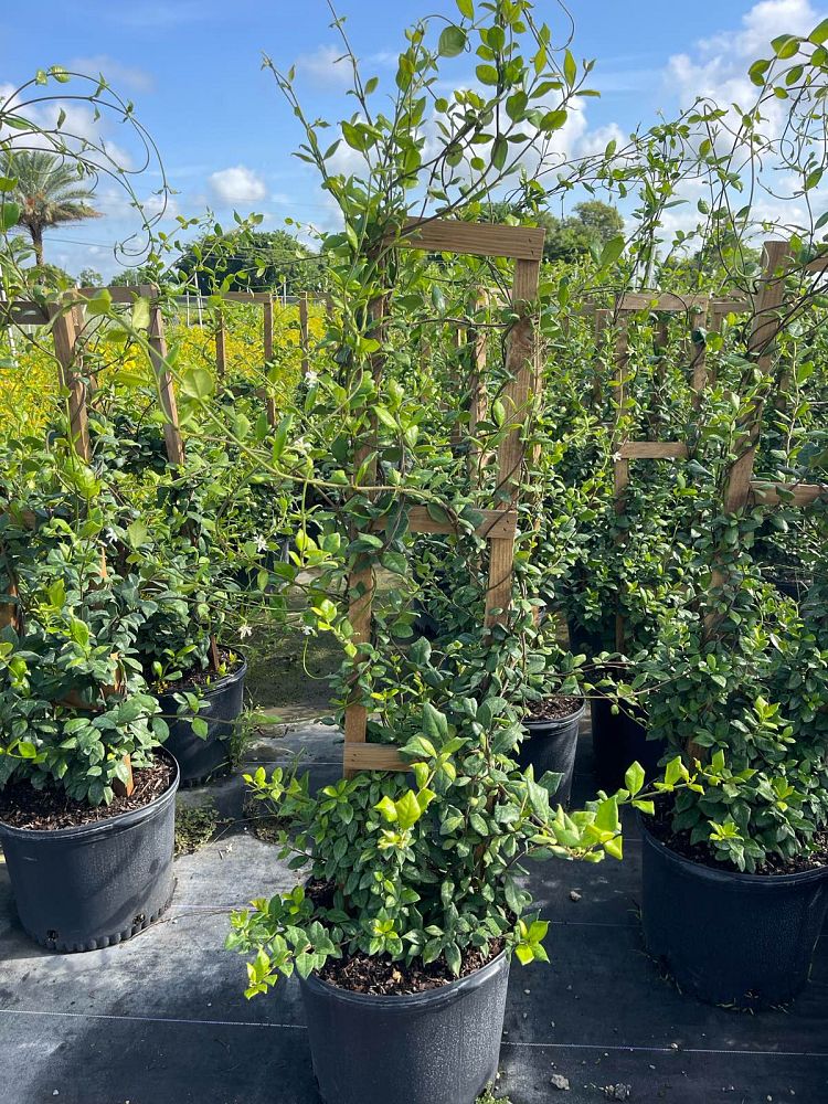 trachelospermum-jasminoides-confederate-jasmine