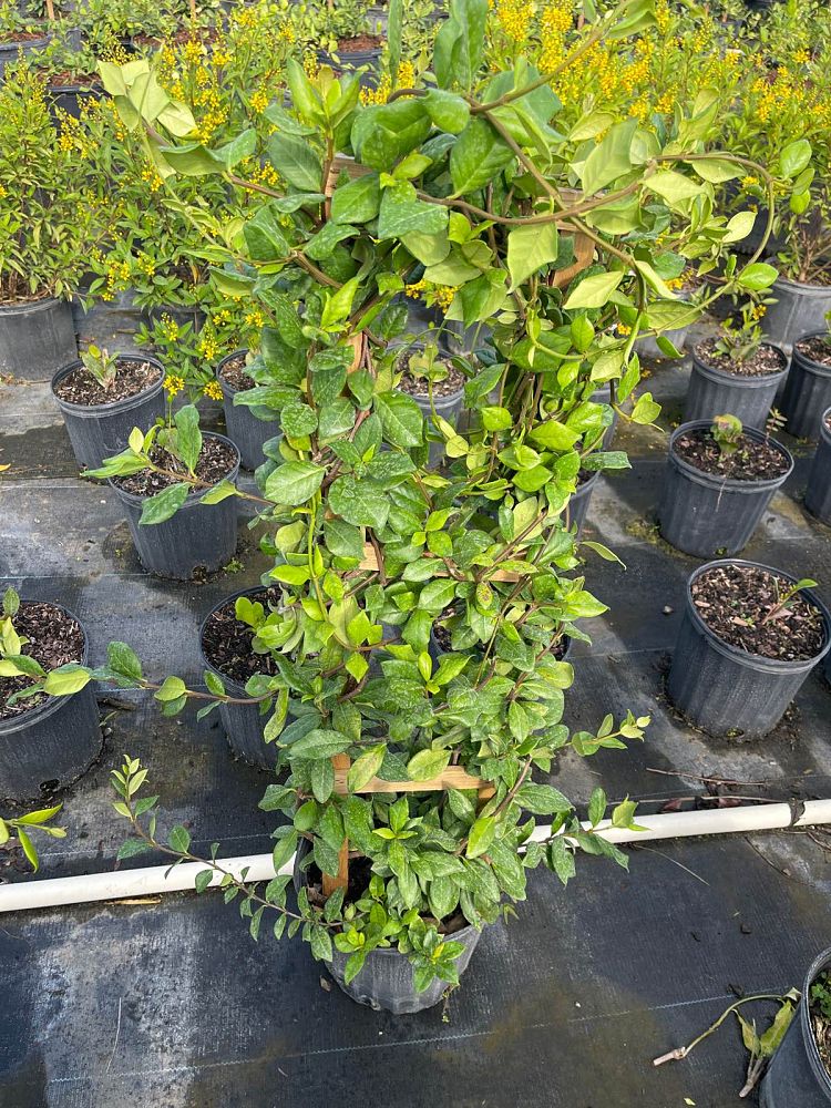 trachelospermum-jasminoides-confederate-jasmine