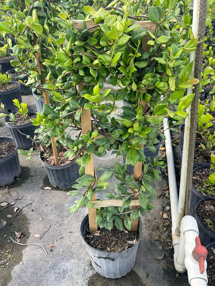 trachelospermum-jasminoides-confederate-jasmine