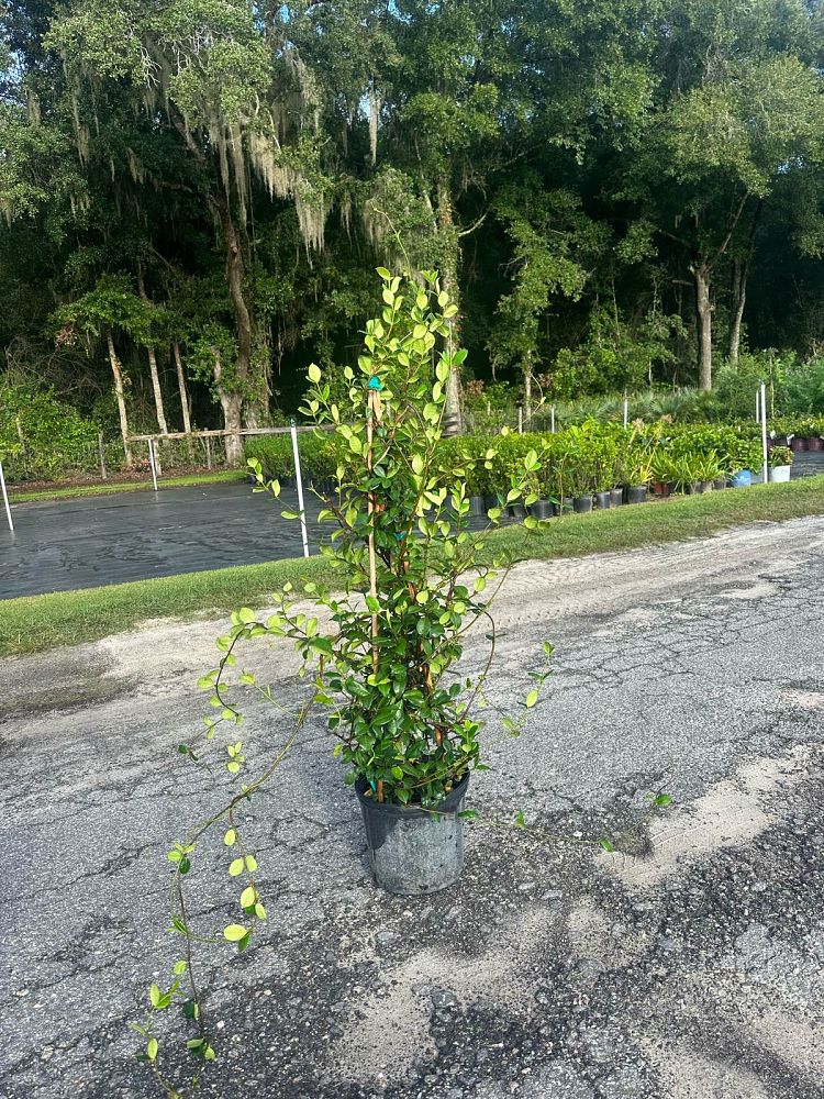 trachelospermum-jasminoides-confederate-jasmine
