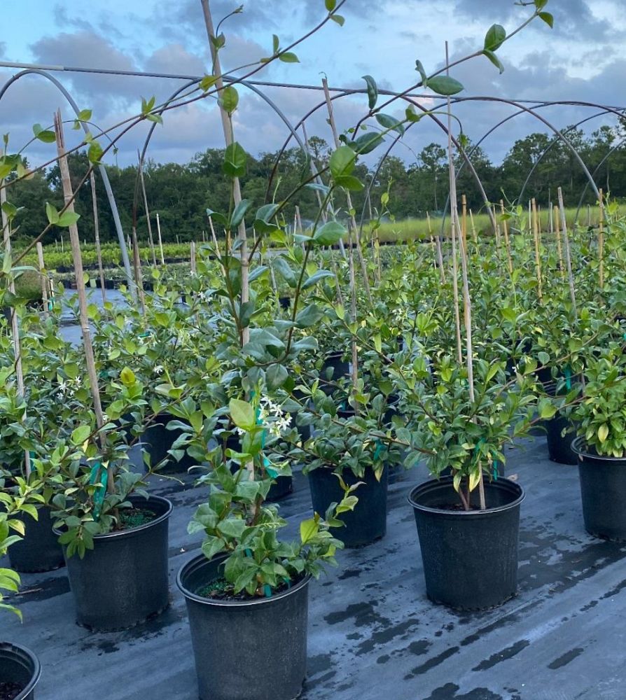 trachelospermum-jasminoides-confederate-jasmine