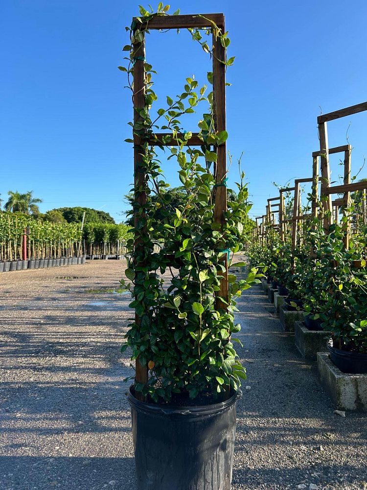 trachelospermum-jasminoides-confederate-jasmine
