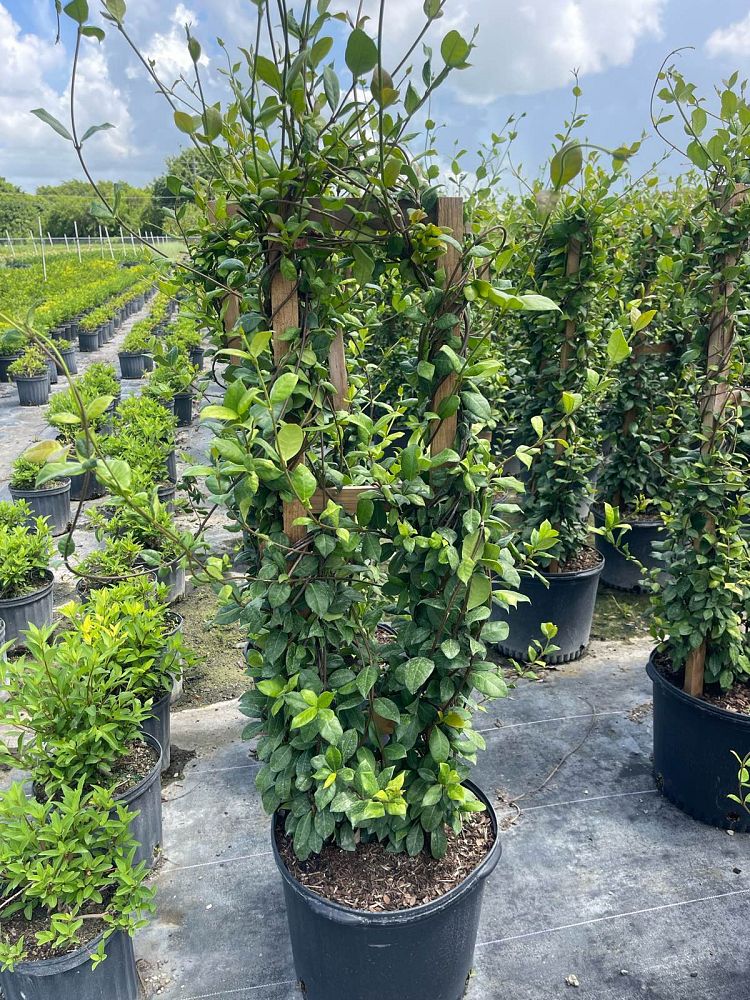 trachelospermum-jasminoides-confederate-jasmine