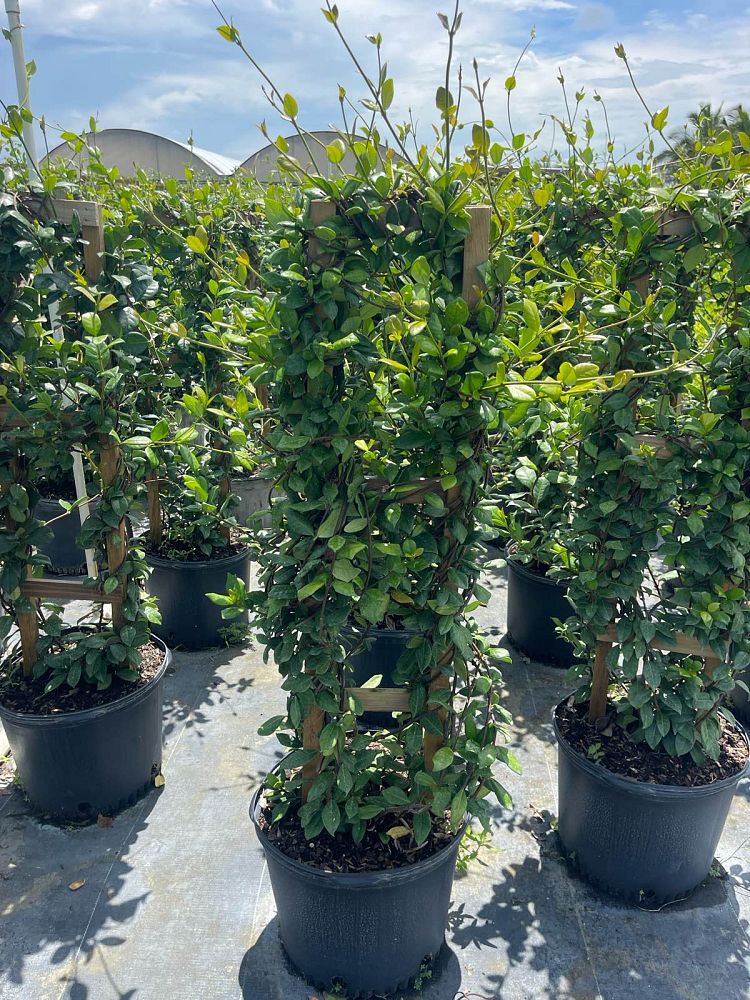 trachelospermum-jasminoides-confederate-jasmine