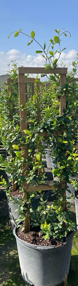 trachelospermum-jasminoides-confederate-jasmine
