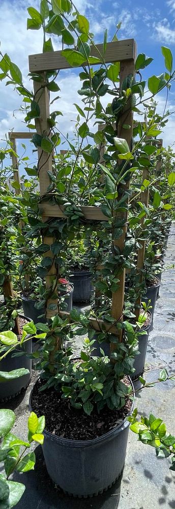 trachelospermum-jasminoides-confederate-jasmine