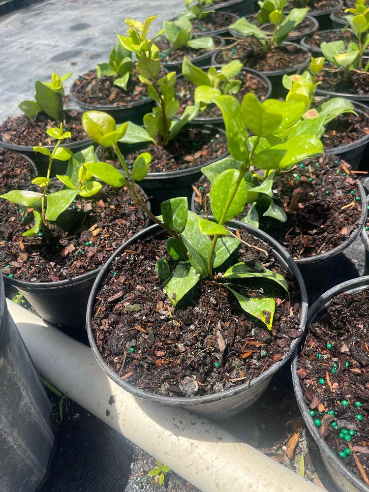 trachelospermum-jasminoides-confederate-jasmine
