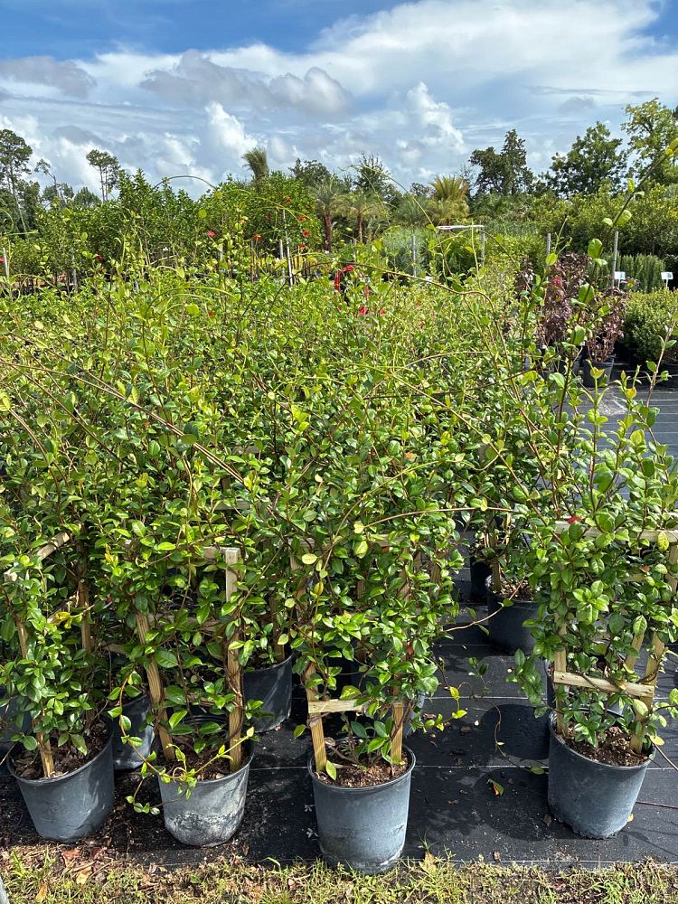 trachelospermum-jasminoides-confederate-jasmine