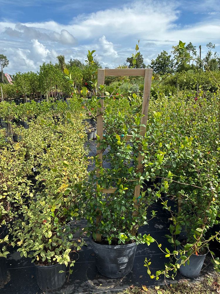 trachelospermum-jasminoides-confederate-jasmine