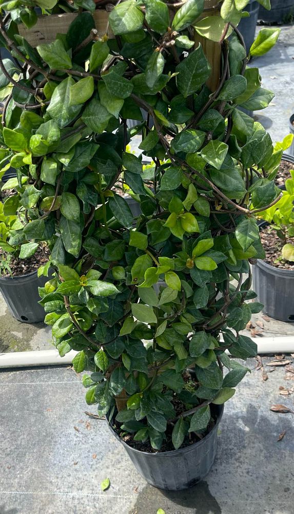 trachelospermum-jasminoides-confederate-jasmine
