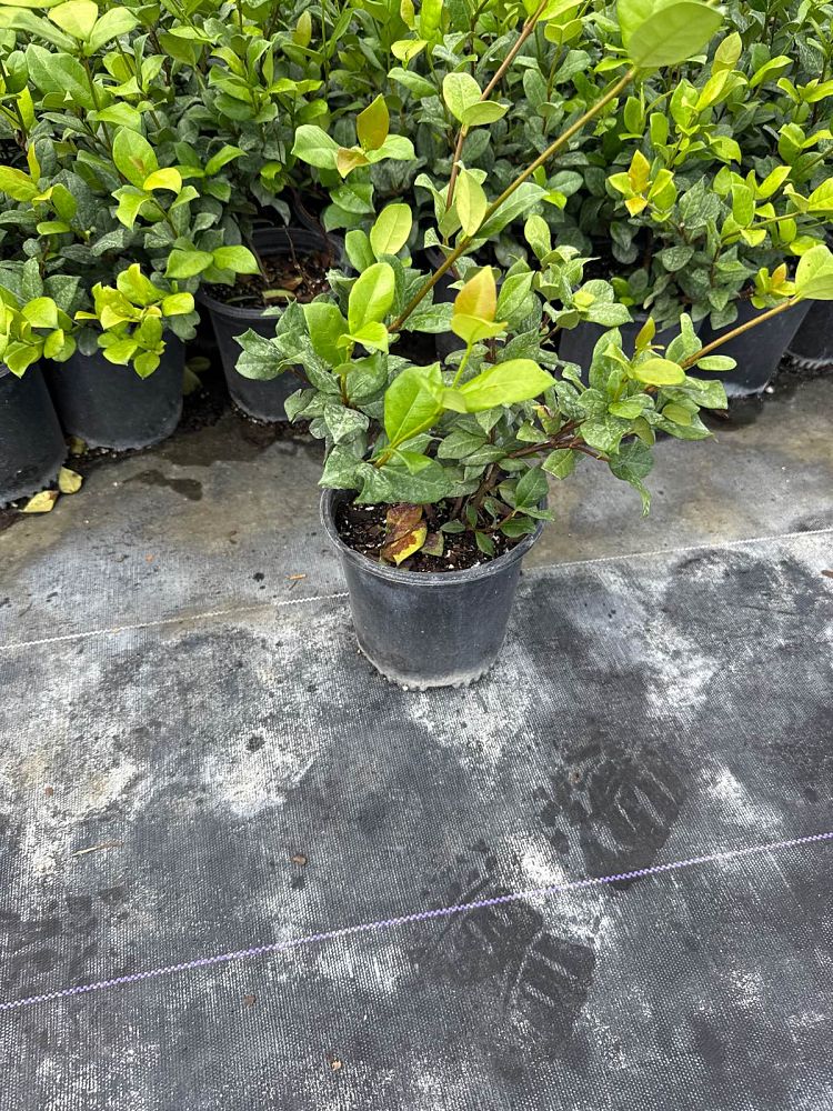 trachelospermum-jasminoides-confederate-jasmine
