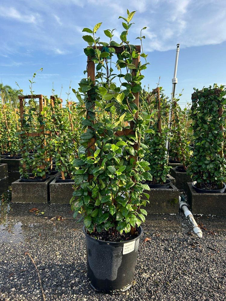 trachelospermum-jasminoides-confederate-jasmine