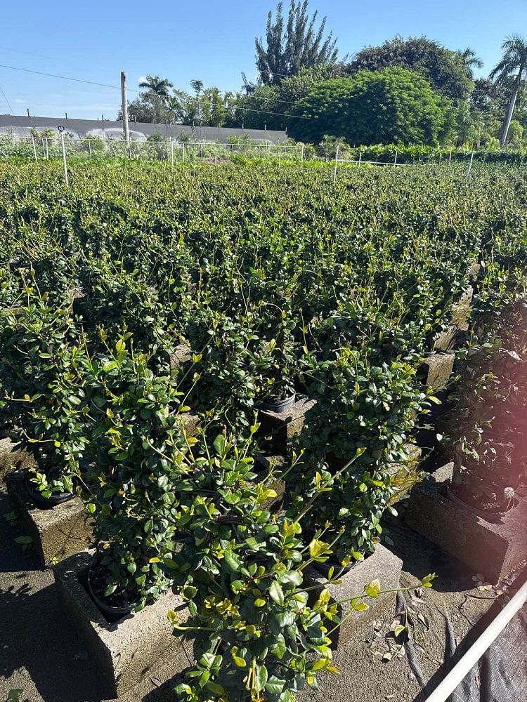 trachelospermum-jasminoides-confederate-jasmine