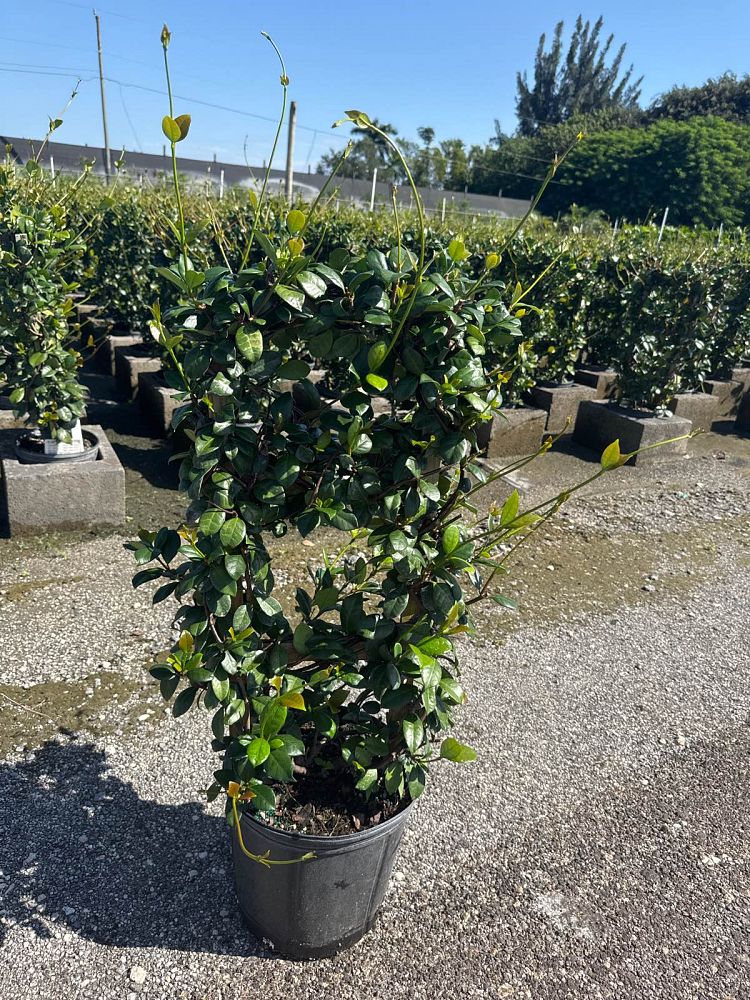 trachelospermum-jasminoides-confederate-jasmine
