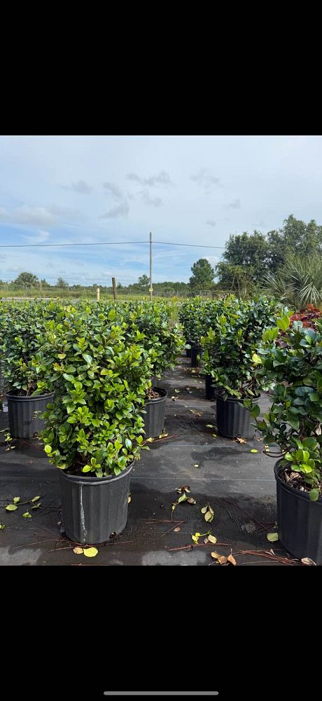 trachelospermum-jasminoides-confederate-jasmine