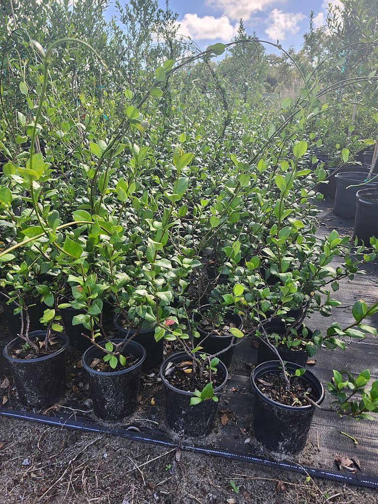 trachelospermum-jasminoides-confederate-jasmine