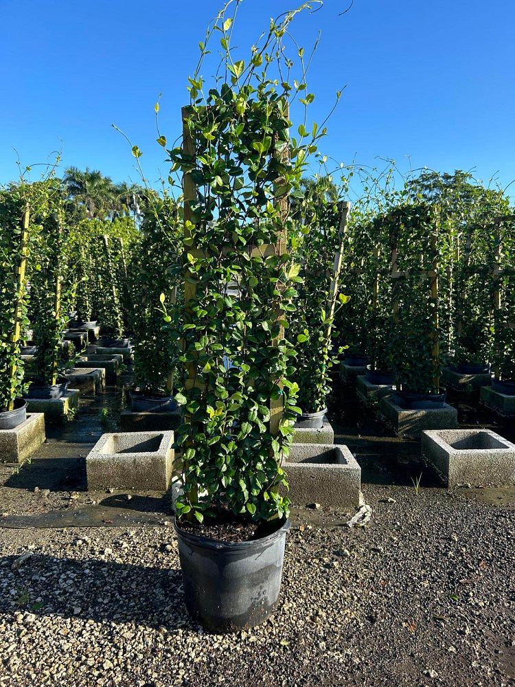 trachelospermum-jasminoides-confederate-jasmine