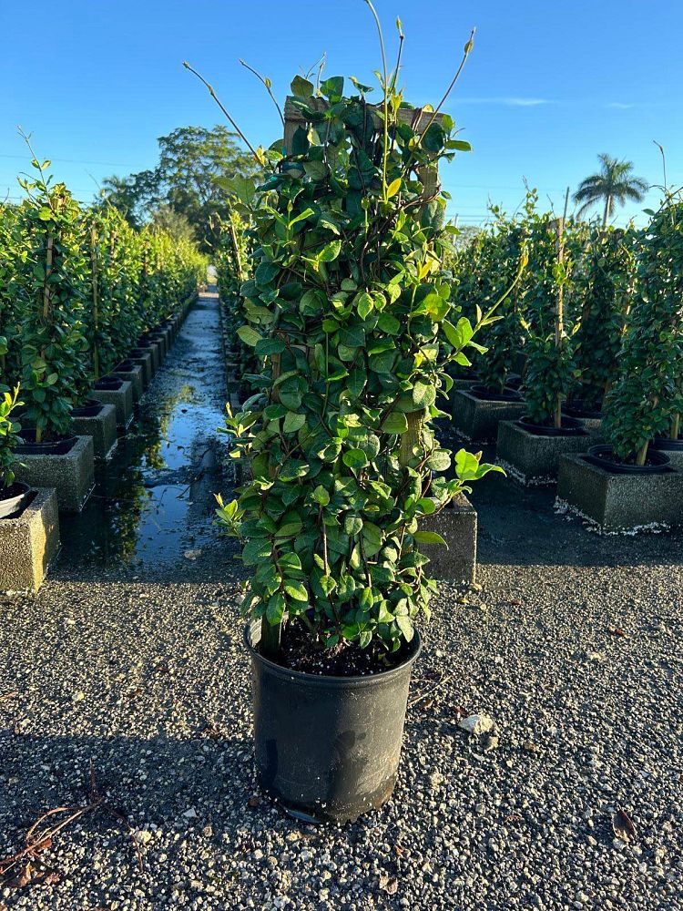 trachelospermum-jasminoides-confederate-jasmine