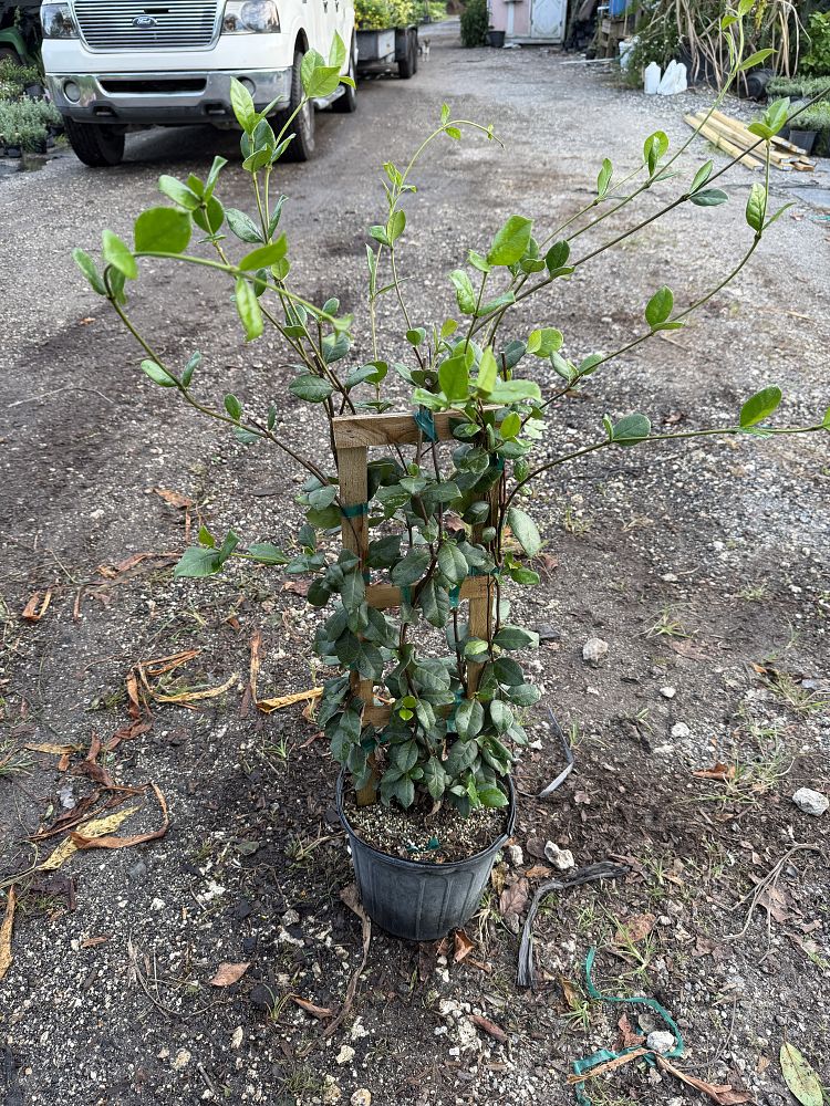 trachelospermum-jasminoides-confederate-jasmine