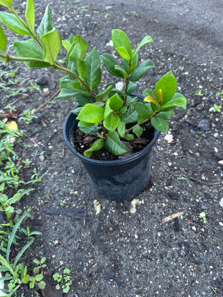 trachelospermum-jasminoides-confederate-jasmine