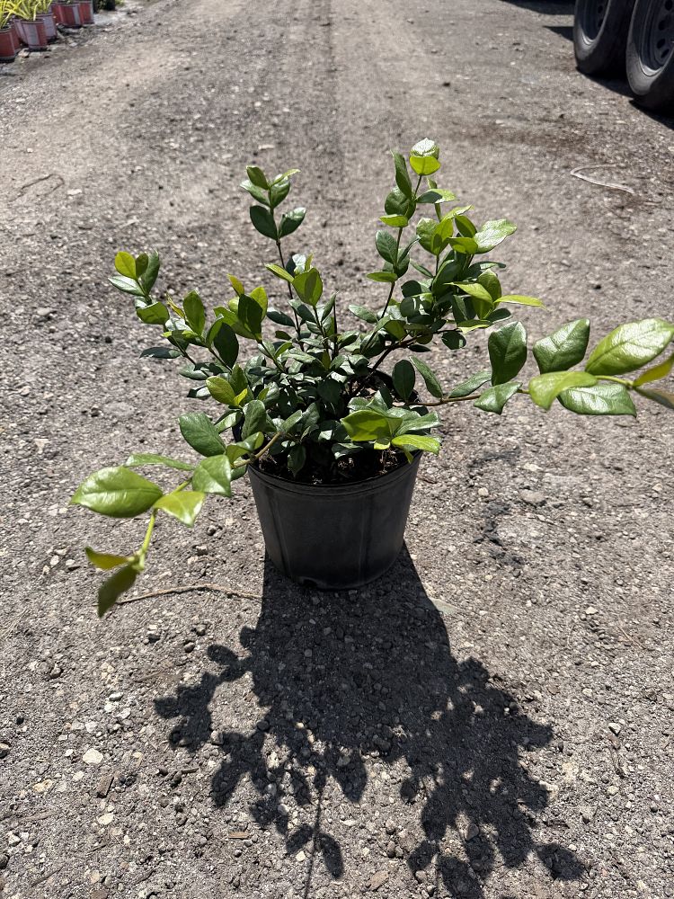 trachelospermum-jasminoides-confederate-jasmine