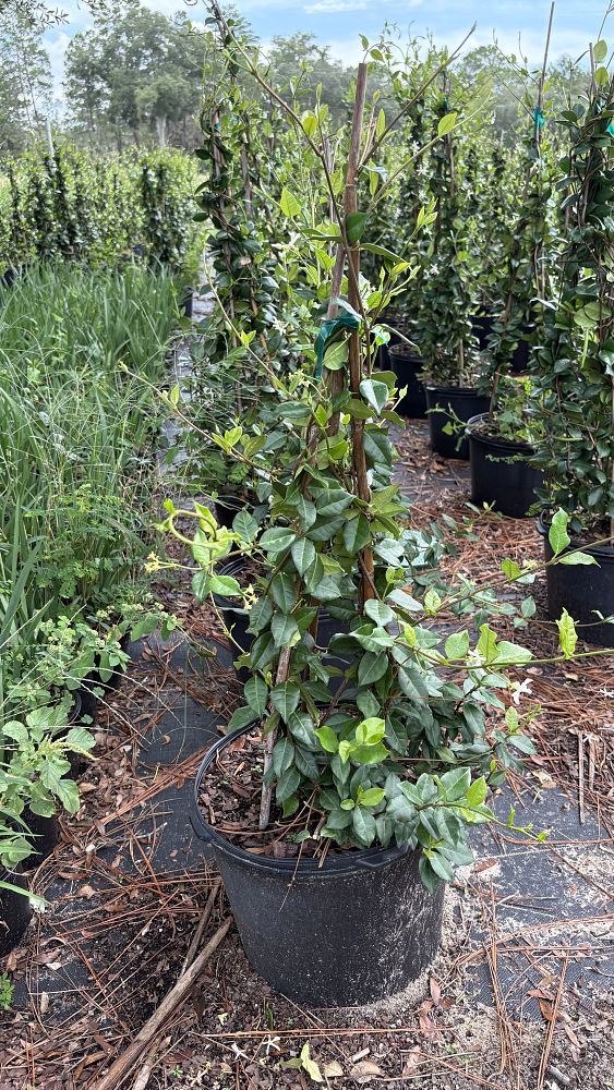 trachelospermum-jasminoides-confederate-jasmine