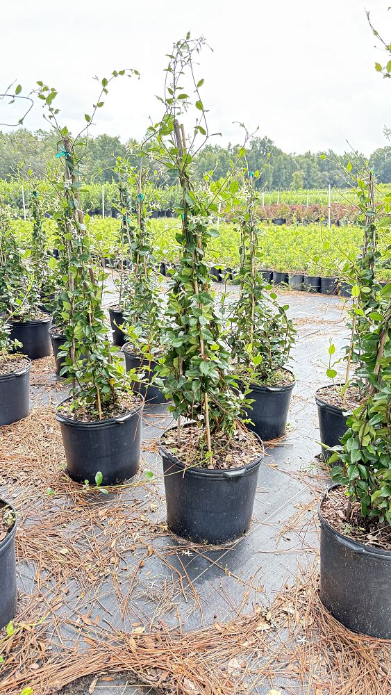 trachelospermum-jasminoides-confederate-jasmine