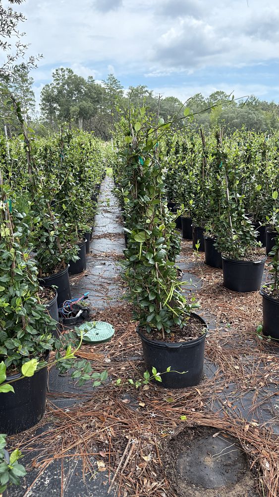 trachelospermum-jasminoides-confederate-jasmine