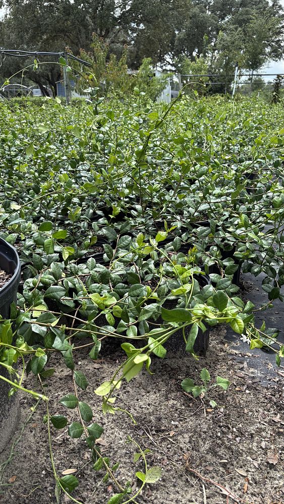 trachelospermum-jasminoides-confederate-jasmine