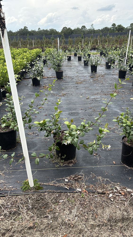 trachelospermum-jasminoides-confederate-jasmine