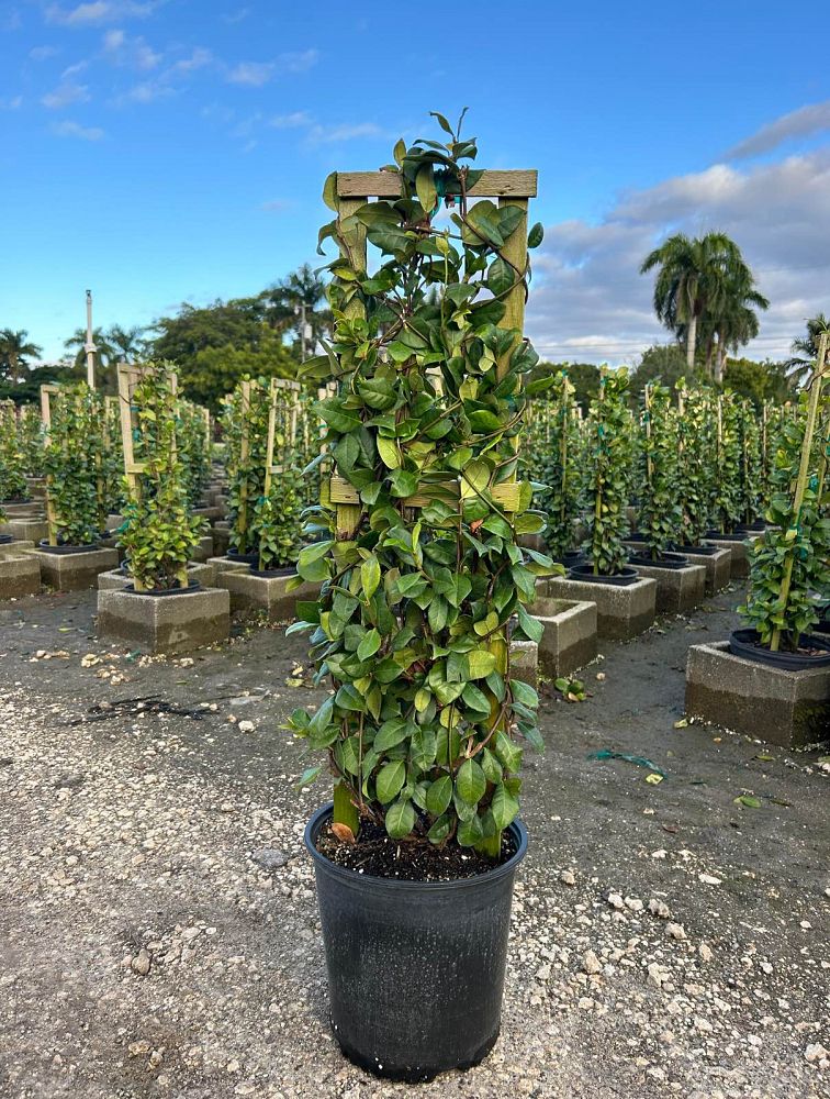 trachelospermum-jasminoides-confederate-jasmine