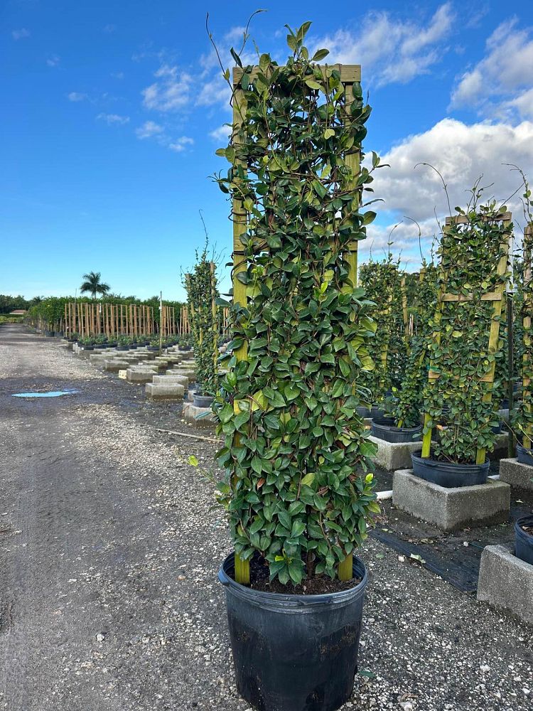 trachelospermum-jasminoides-confederate-jasmine