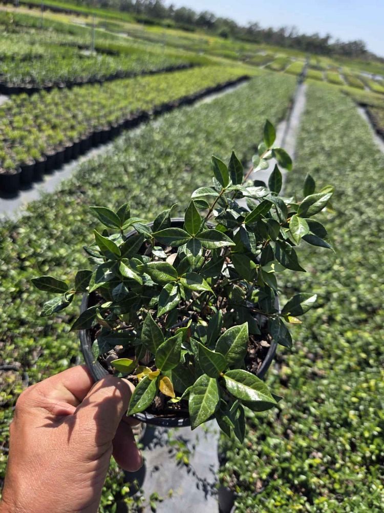 trachelospermum-jasminoides-dwarf-confederate-jasmine