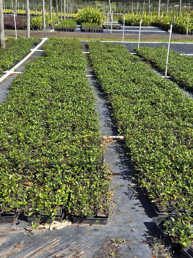 trachelospermum-jasminoides-dwarf-confederate-jasmine