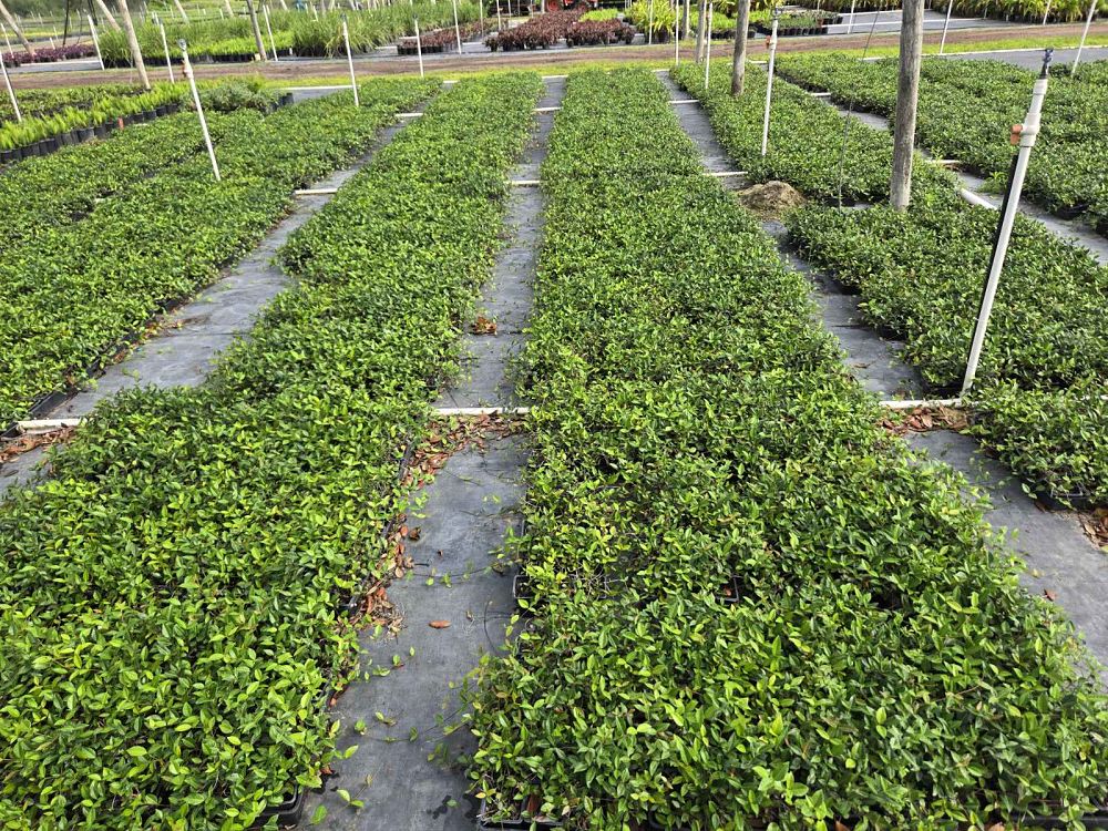 trachelospermum-jasminoides-dwarf-confederate-jasmine