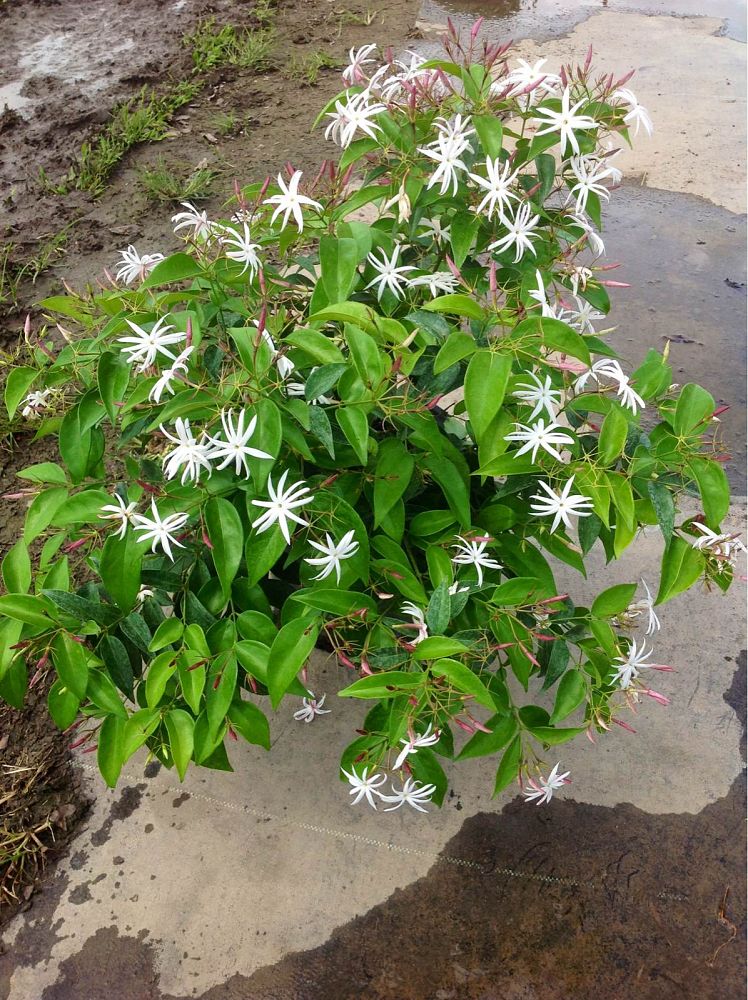 trachelospermum-jasminoides-star-confederate-jasmine