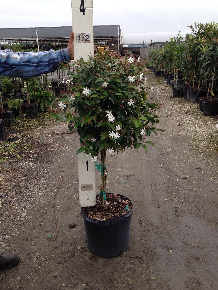 trachelospermum-jasminoides-star-confederate-jasmine