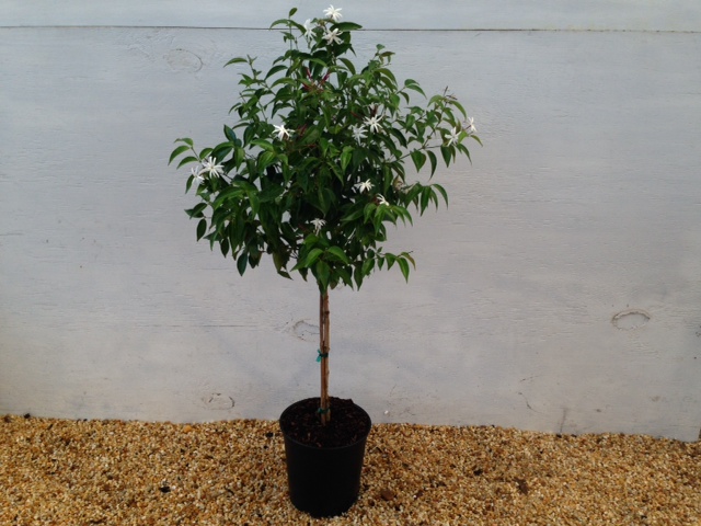trachelospermum-jasminoides-star-confederate-jasmine