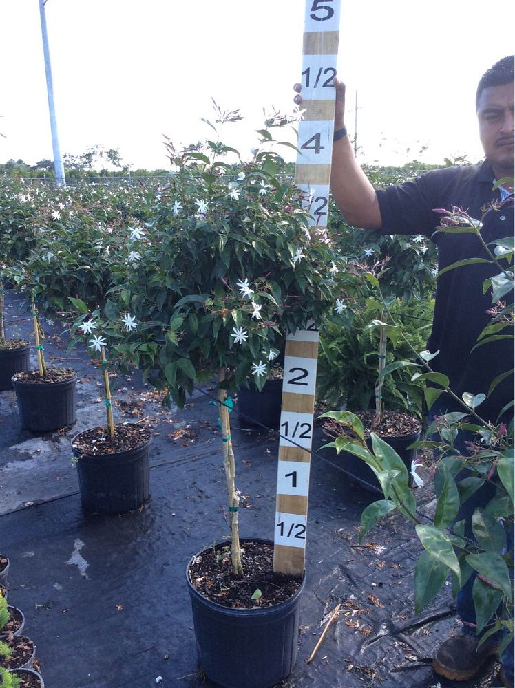 trachelospermum-jasminoides-star-confederate-jasmine