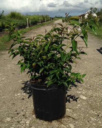 trachelospermum-jasminoides-star-confederate-jasmine