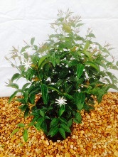 trachelospermum-jasminoides-star-confederate-jasmine