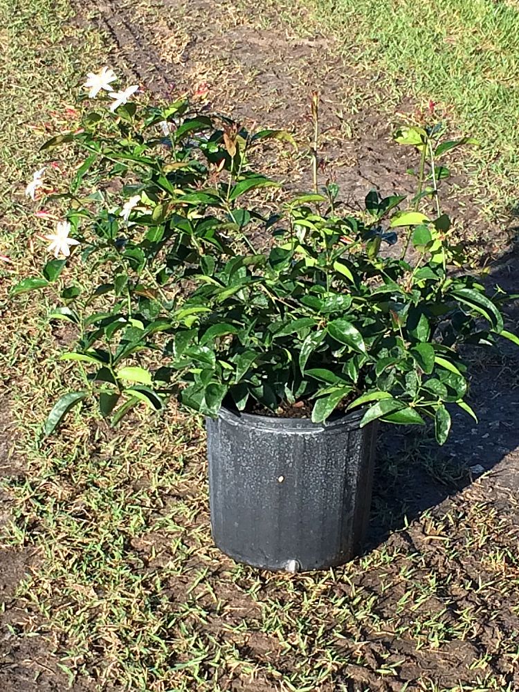 trachelospermum-jasminoides-star-confederate-jasmine