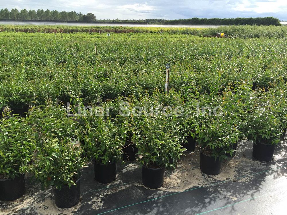 trachelospermum-jasminoides-star-confederate-jasmine