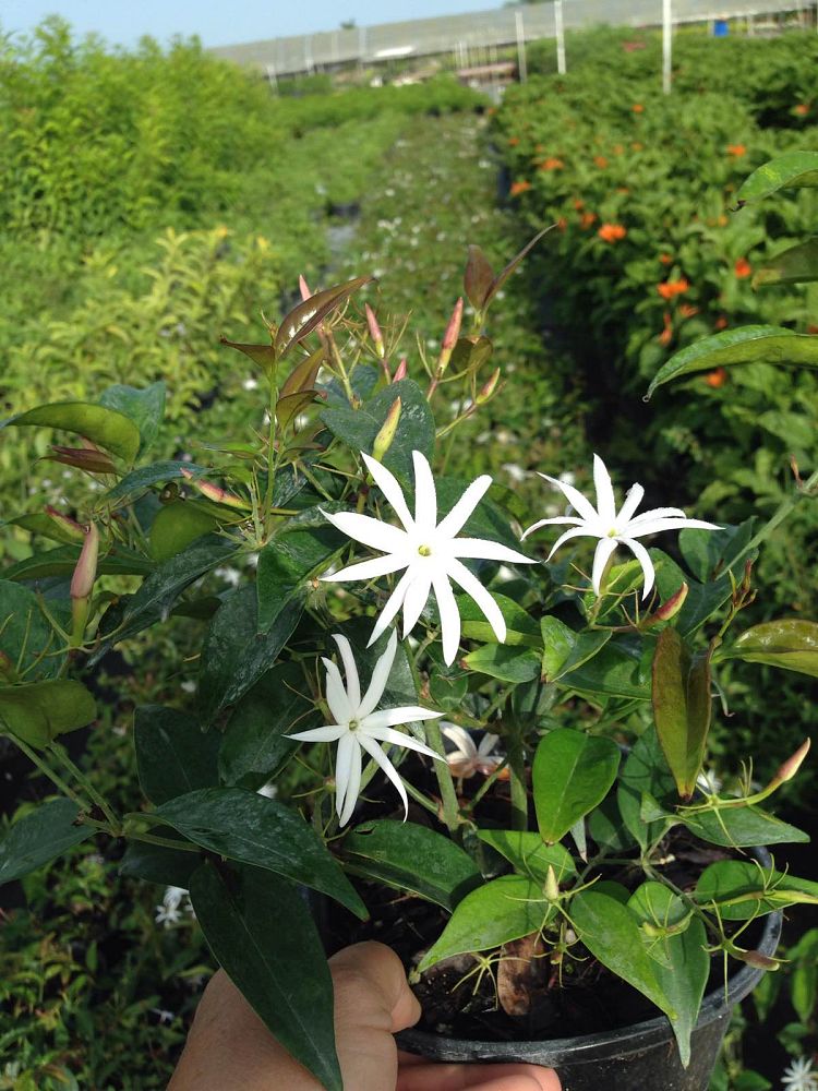 trachelospermum-jasminoides-star-confederate-jasmine