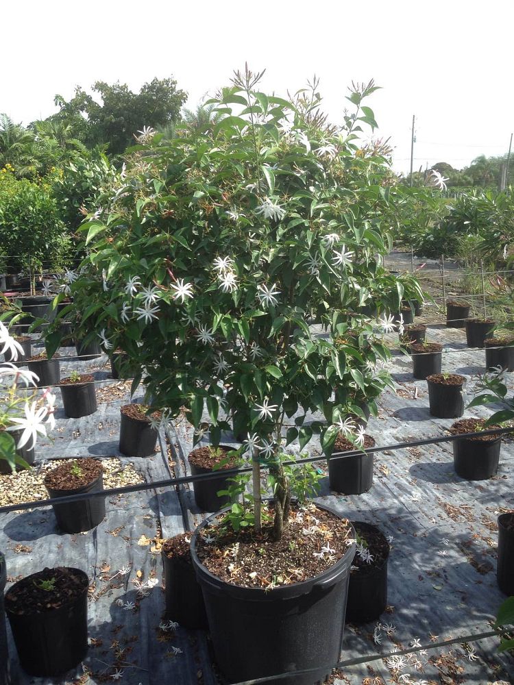 trachelospermum-jasminoides-star-confederate-jasmine