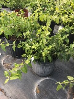 trachelospermum-jasminoides-star-confederate-jasmine