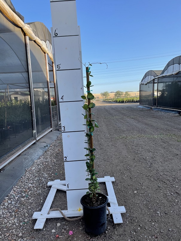 trachelospermum-jasminoides-star-confederate-jasmine